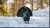Multa de 200.000 euros por fotografiar urogallos