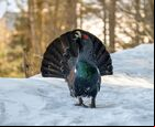Multa de 200.000 euros por fotografiar urogallos